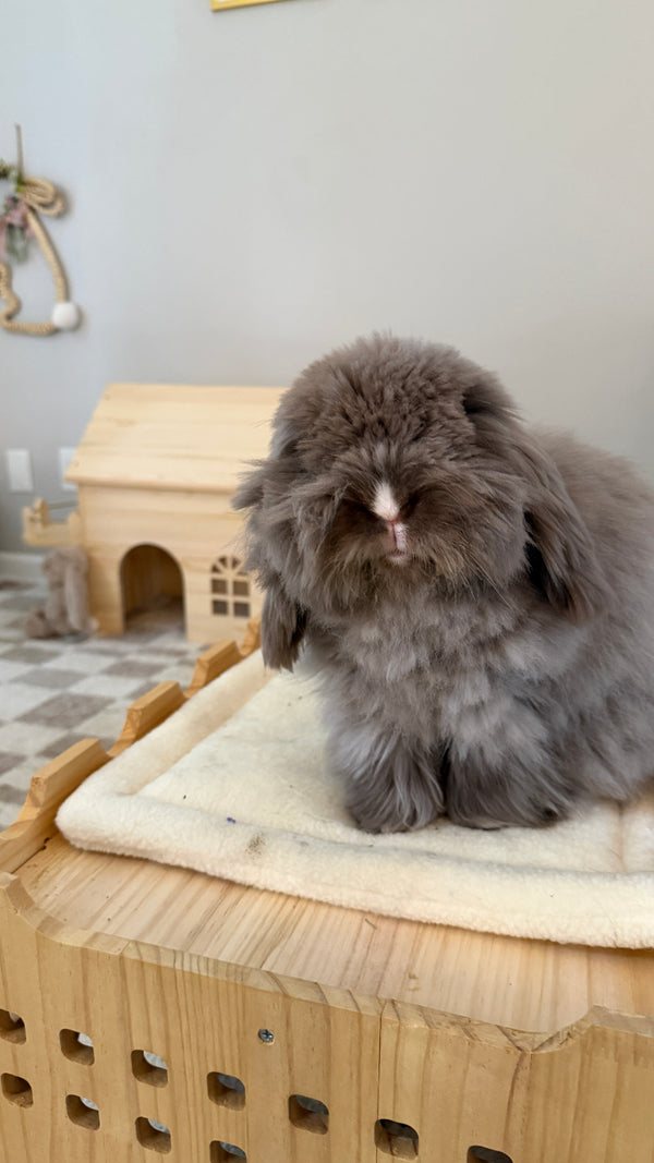 Penelope